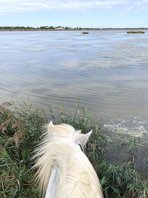 A white horse's head looking out over a pond with cloud reflections on it, blue sky in the back and reed in the foreground