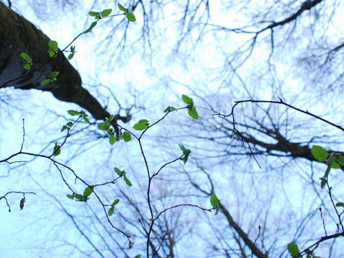 2010_04_11_wald_0060